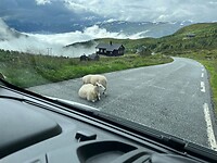 Schapen