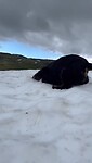 Sneeuwpret Luna