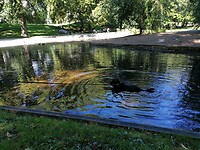 Zwemmen in de koninklijke vijver