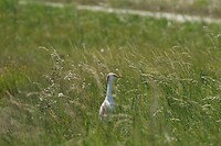 Koereiger