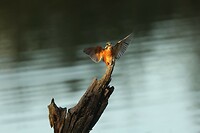 IJsvogel