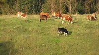 Alpen koeien met bel