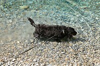 Teich hond