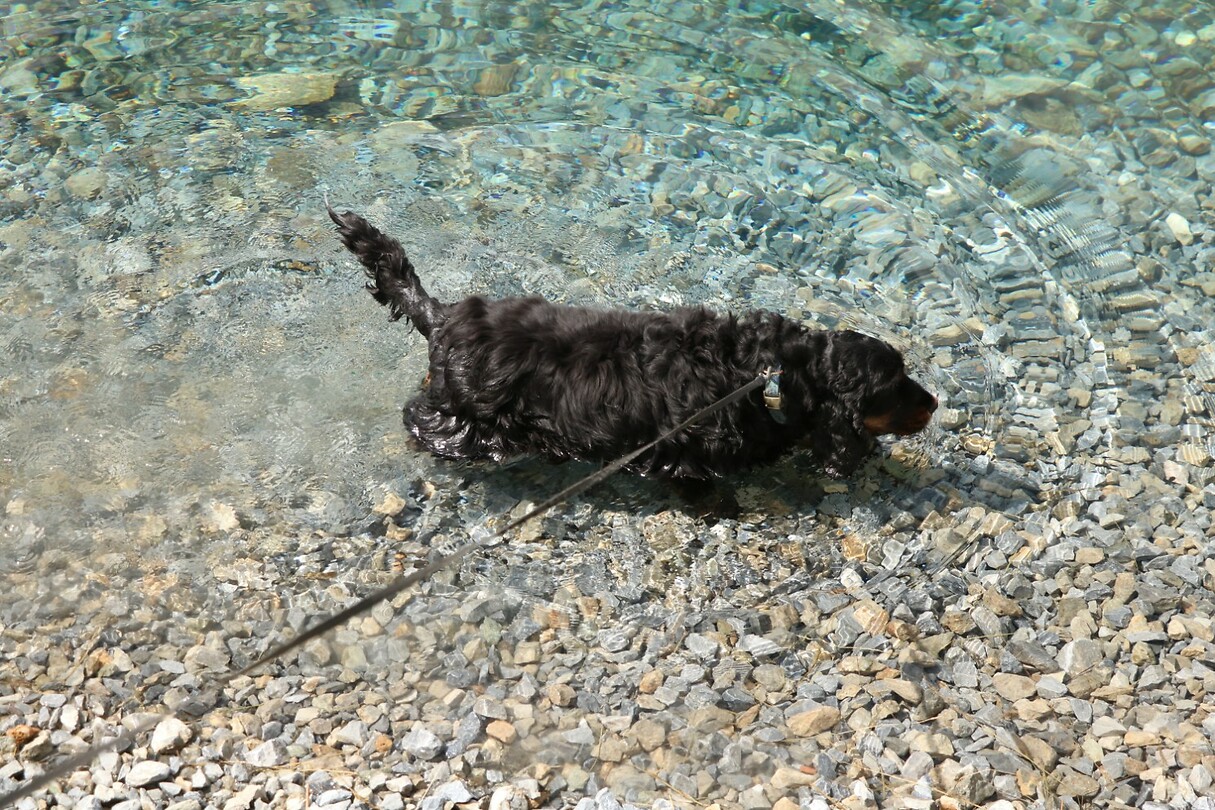 Teich hond