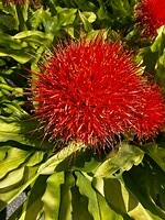 Poederkwast bloem