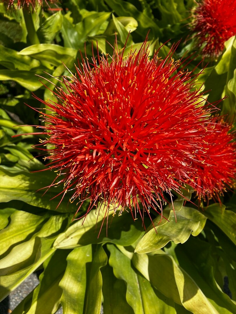 Poederkwast bloem