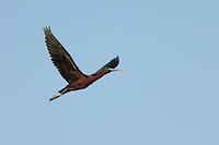 Zwarte ibis