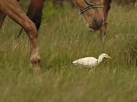 Koereiger bij paarden