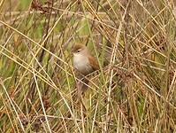 Cetti's zanger