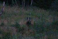 Elk