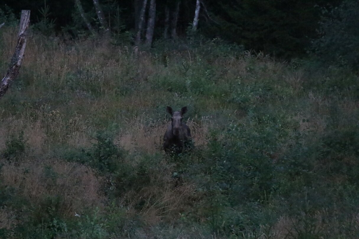 Elk