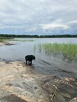 Zwemmen in het Väner meer