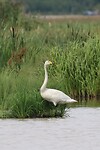 Wilde Zwaan