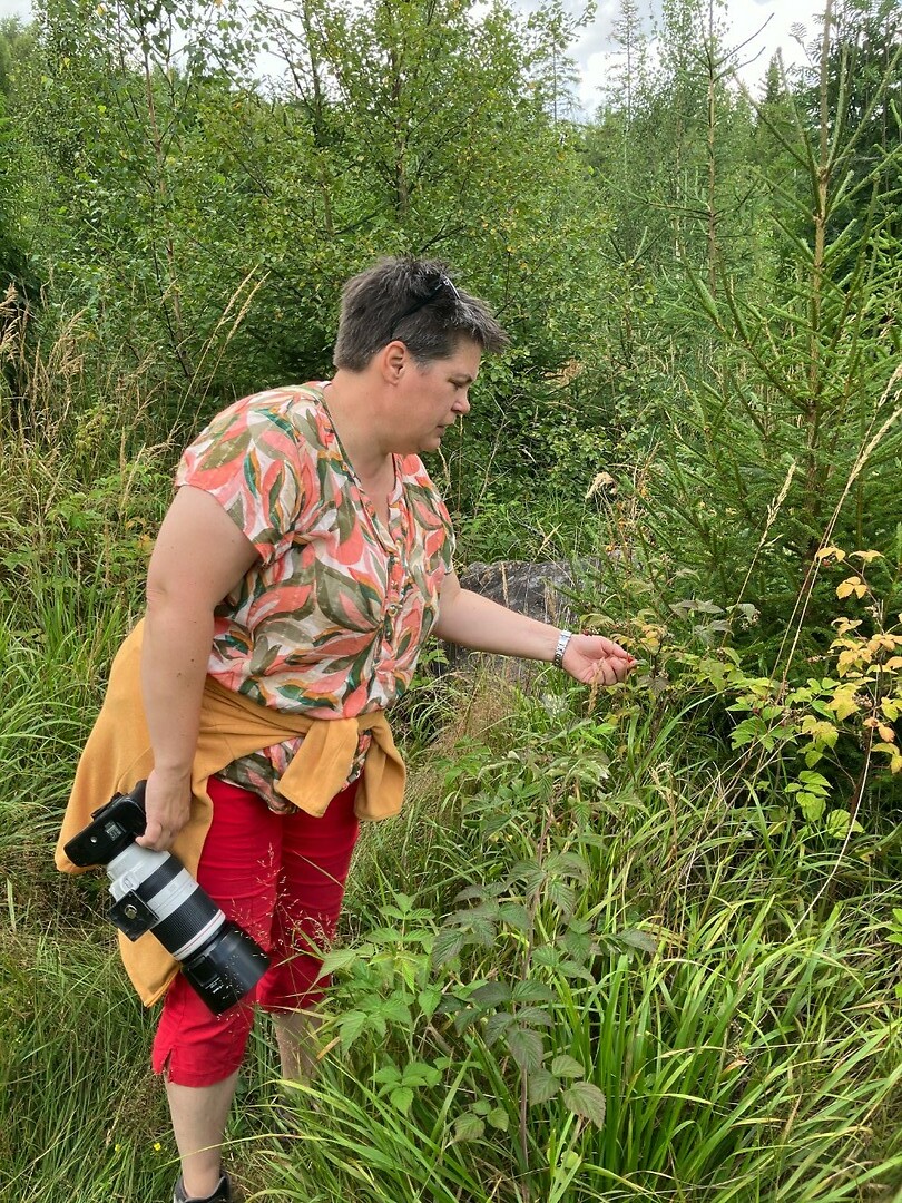 Bessen plukken