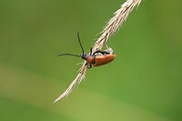 Gewone smalboktor