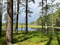 Veenmeer