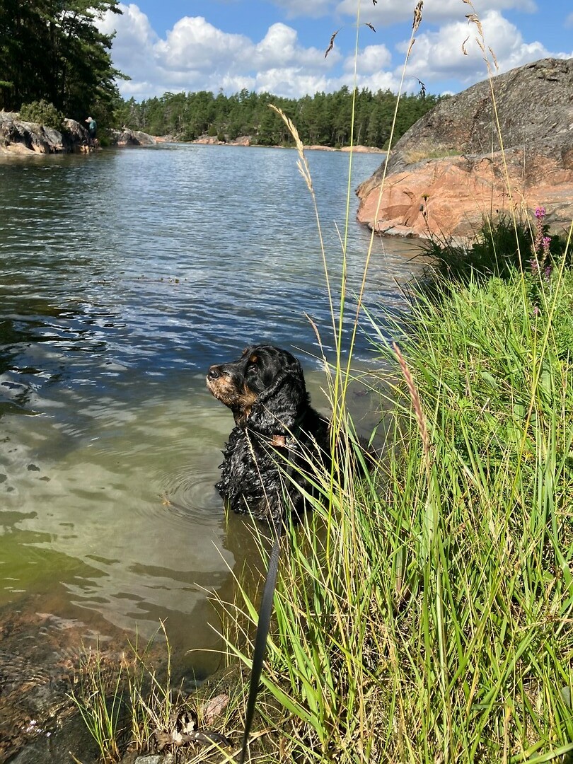 Zeehond