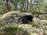 Luna en het rendiermos