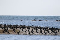 Voor aalscholvers en achterin zeehonden