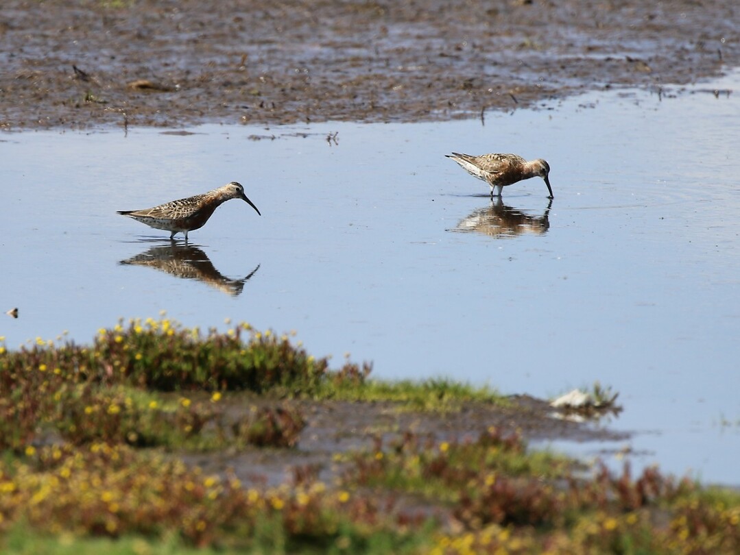Strandlopers