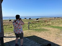 Koeien aan zee