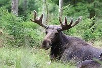 Eland
