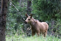 Eland baby