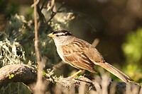 White-crowned Sparrow (Witkruingors)