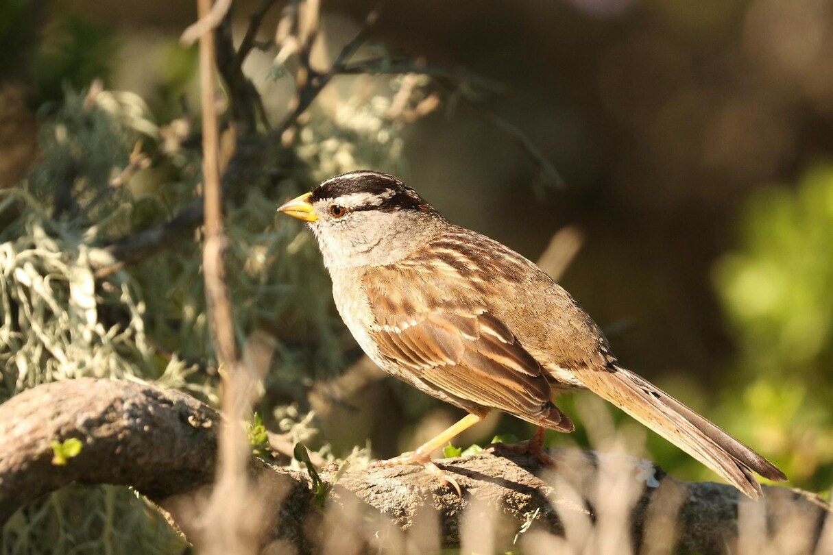 White-crowned Sparrow (Witkruingors)