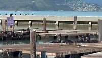Zeeleeuwen pier 39