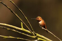 Allen's Hummingbird (Rosse kolibrie)