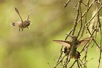 Echtpaar Anna's hummingbird