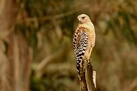 Red-shouldered Hawk (Roodschouderbuizerd)