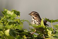 Song Sparrow (Zanggors)