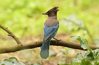 Steller's Jay (Stellers gaai)