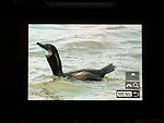 Brandt's cormorant (Brandts aalscholver)