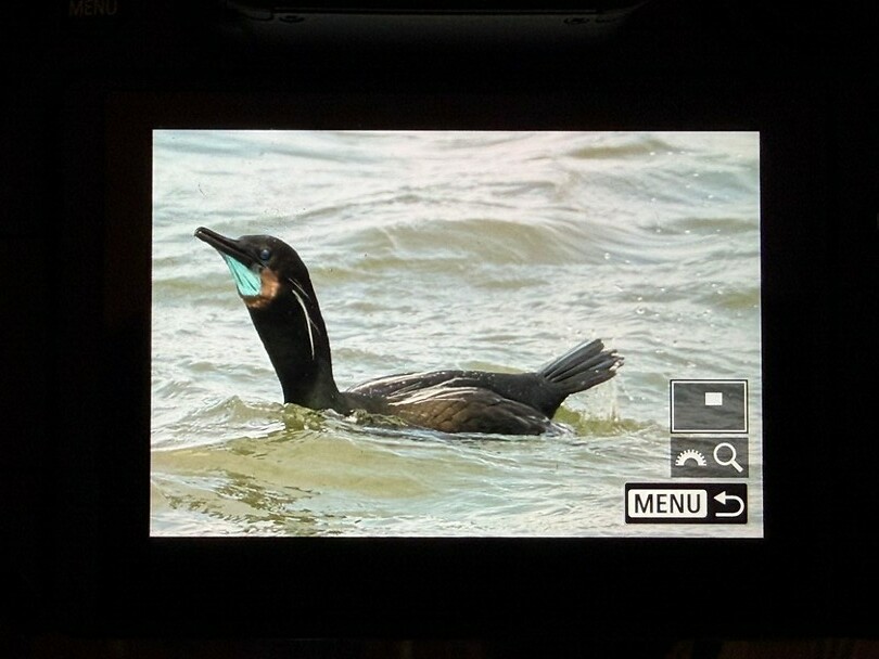 Brandt's cormorant (Brandts aalscholver)
