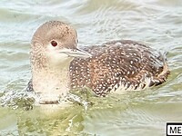 Red-throated Loon (Roodkeelduiker)