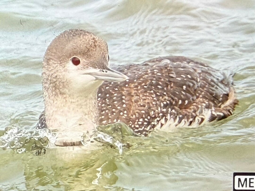 Red-throated Loon (Roodkeelduiker)