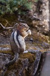 Squirl