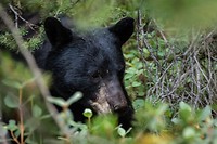 Black Bear