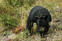 Black Bear