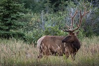 Elk