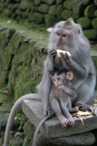 Monkey forrest