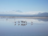 flamingo's