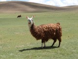 lama