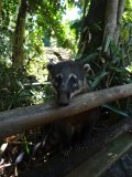 racoon