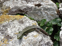 Zonnebadende salamander.