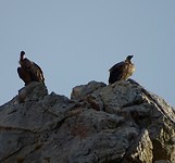Gieren op de rotsen van Malpertida de Plasencia.