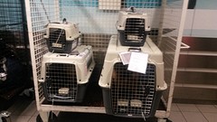 Beesten afgeleverd bij de 'odd luggage' balie op Schiphol